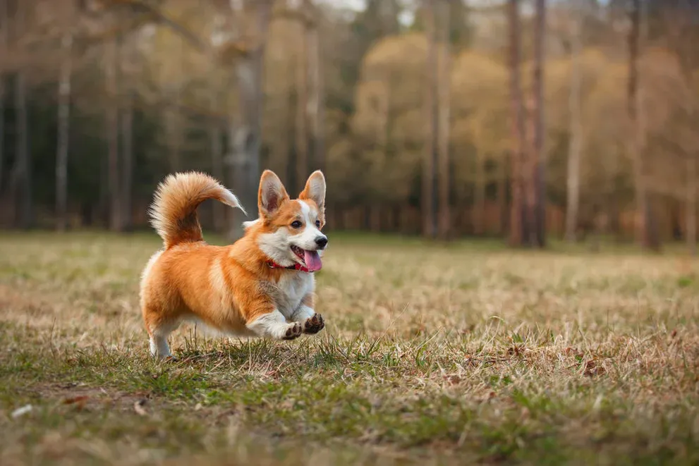 Corgis: Jak se malí chlupatí psi stali symbolem impéria