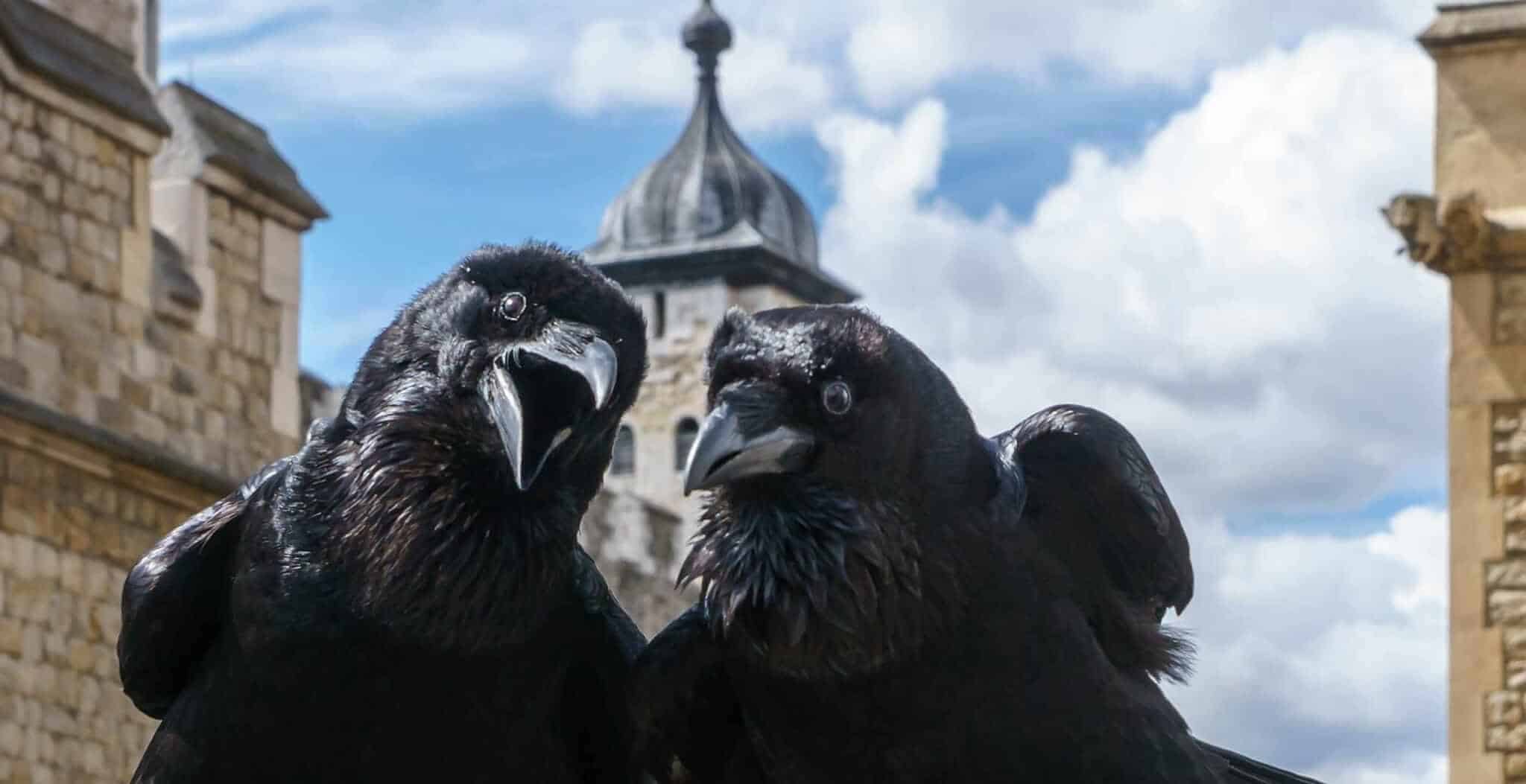 Havrani z Toweru: Nejdražší ptačí pojistka proti pádu britské monarchie